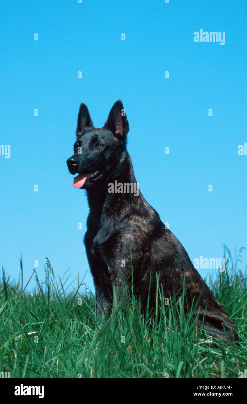 Dutch Shepherd Dog Hollandse Herder Stock Photo 8455238 Alamy