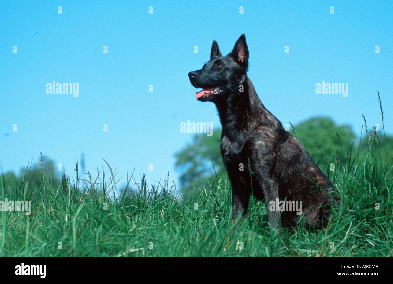 Dutch Shepherd Dog Hollandse Herder Stock Photo 8455240 Alamy