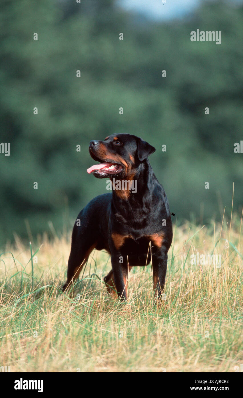 Panting rottweiler hi-res stock photography and images - Alamy