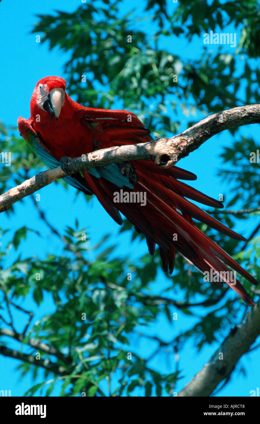 Green winged Macaw stretching its wing Ara chloroptera Stock Photo