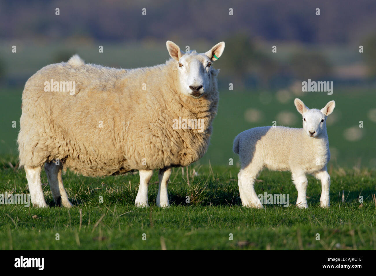 Leicester sheep hi-res stock photography and images - Alamy