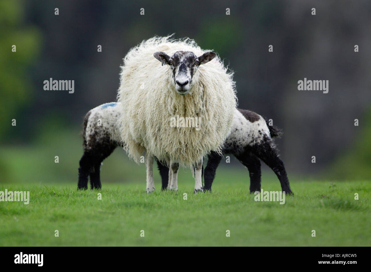 Black faced Ewe suckling twin lambs Stock Photo