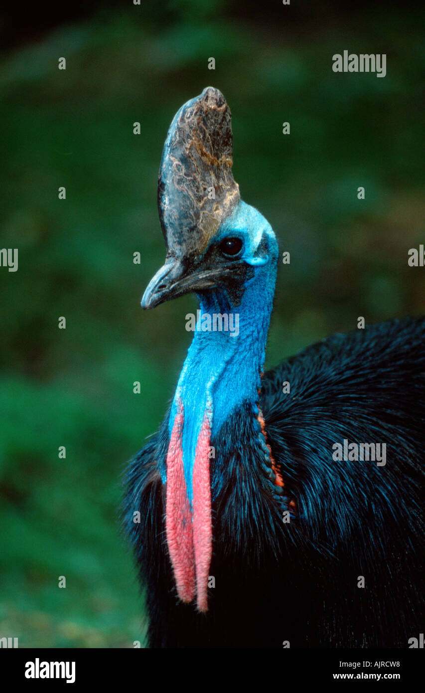 Double wattled Cassowary male Casuarius casuarius Australian Cassowary