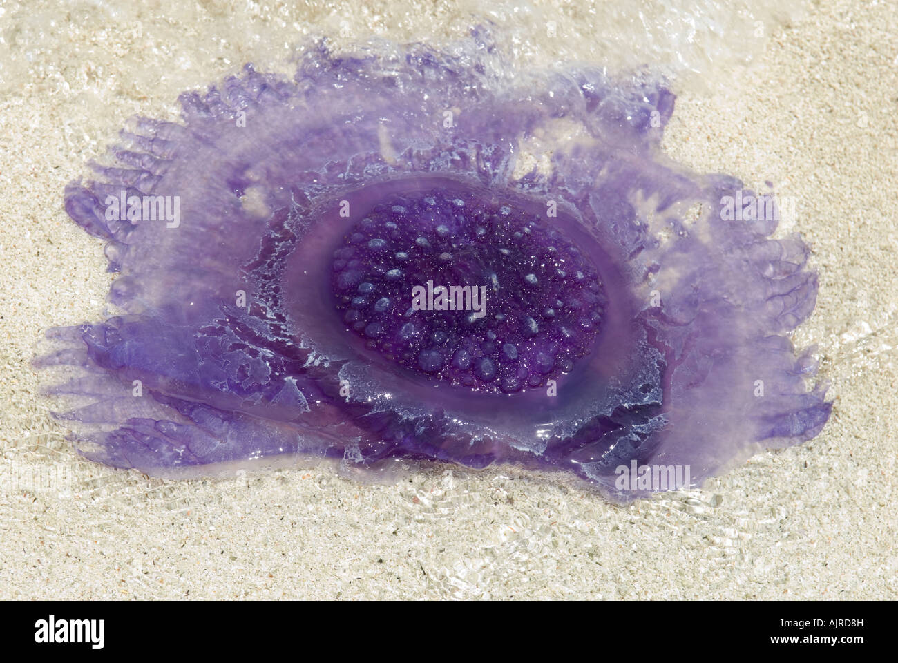 sea nettle Jellyfish close up Stock Photo Alamy