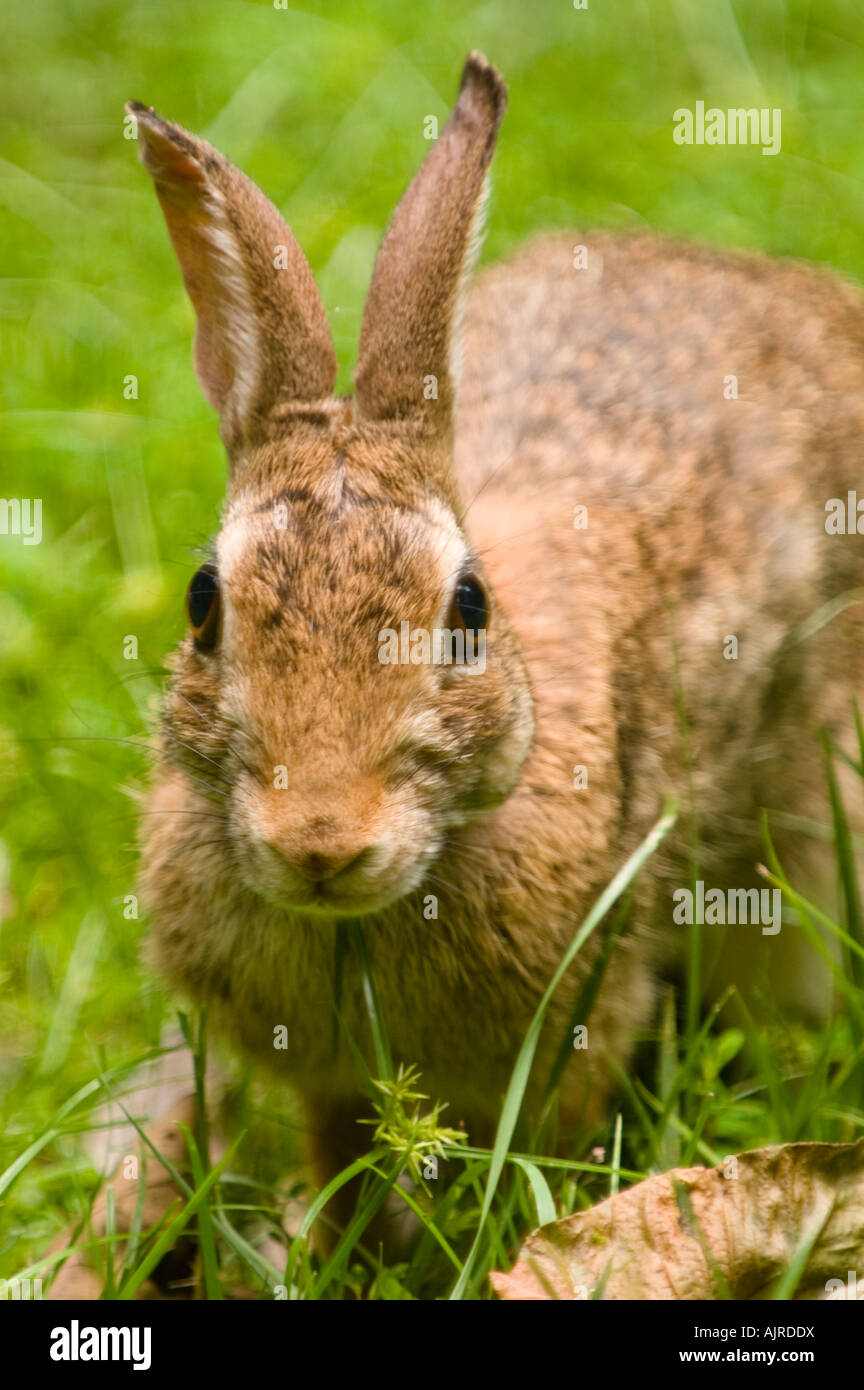 Wild Eastern Cottontail Sylvilagus floridanus rabbit in the Ozarks of ...
