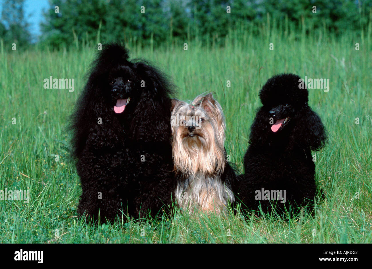 Miniature Poodle Yorkshire Terrier And Toy Poodle Stock Photo Alamy