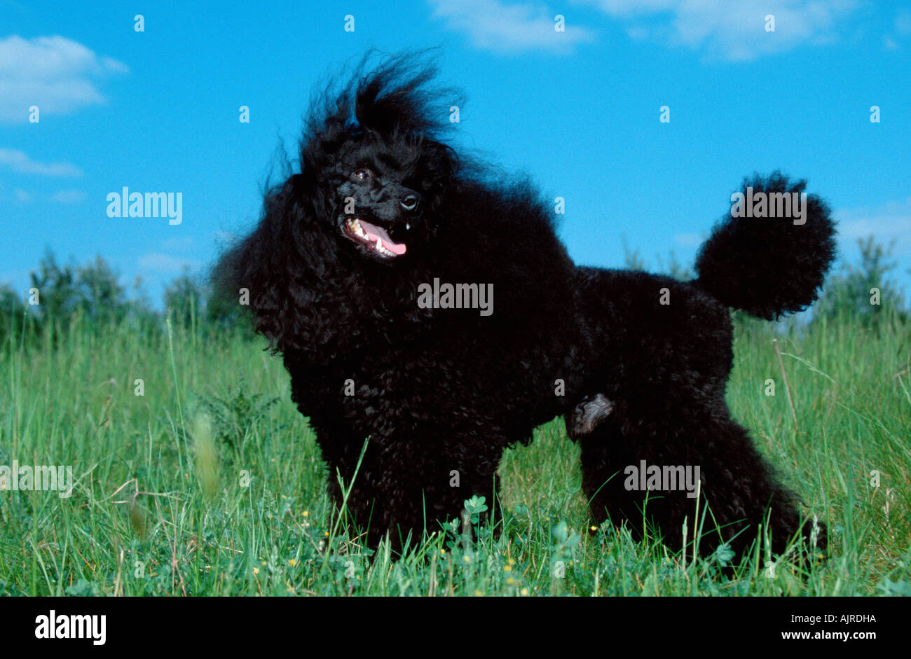 Miniature Poodle black puppy clip Stock Photo