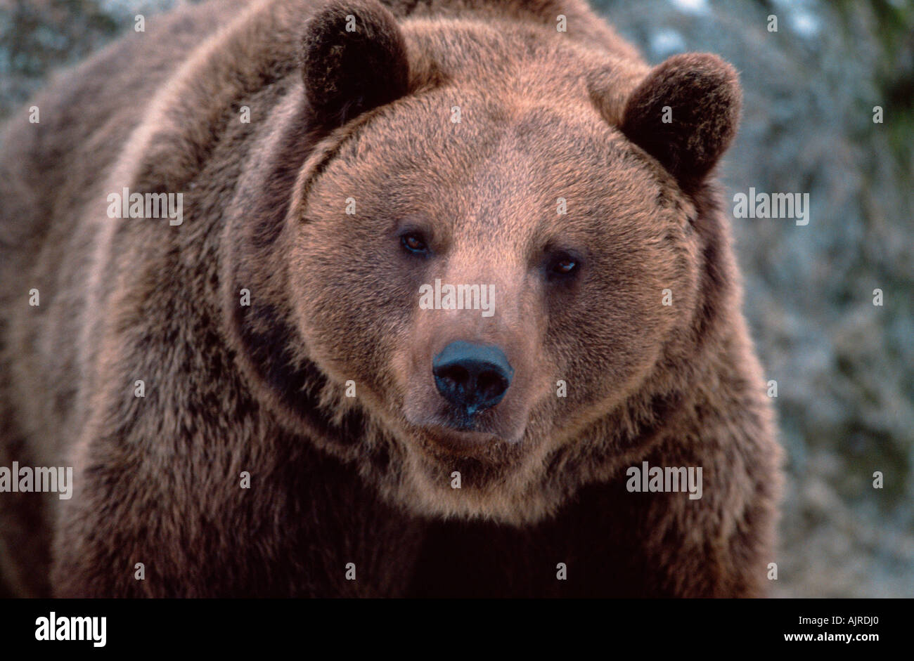 European Brown Bear Ursus arctos Stock Photo - Alamy
