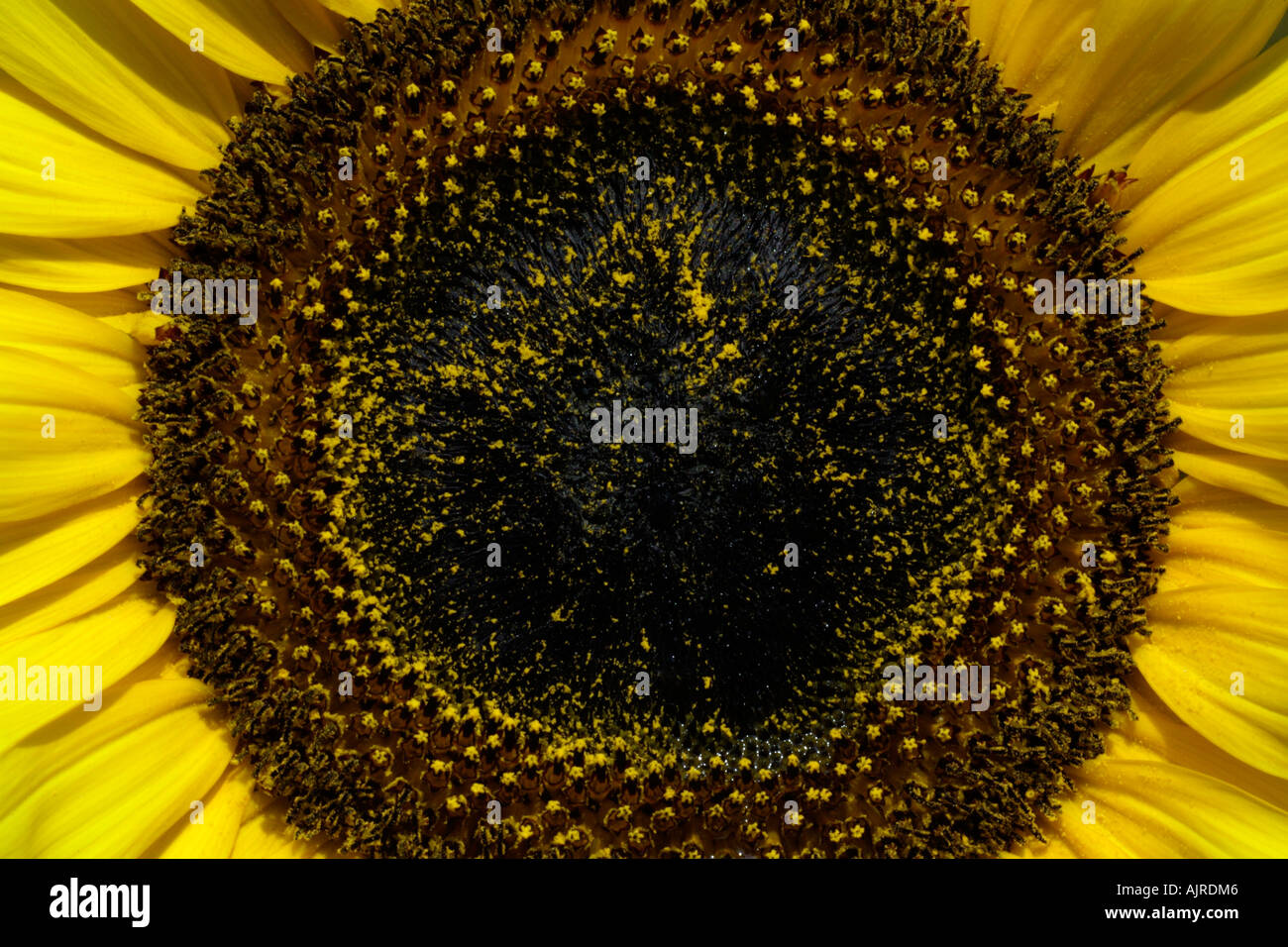 Sunflower, a close detailed study, Helianthus annuus Stock Photo