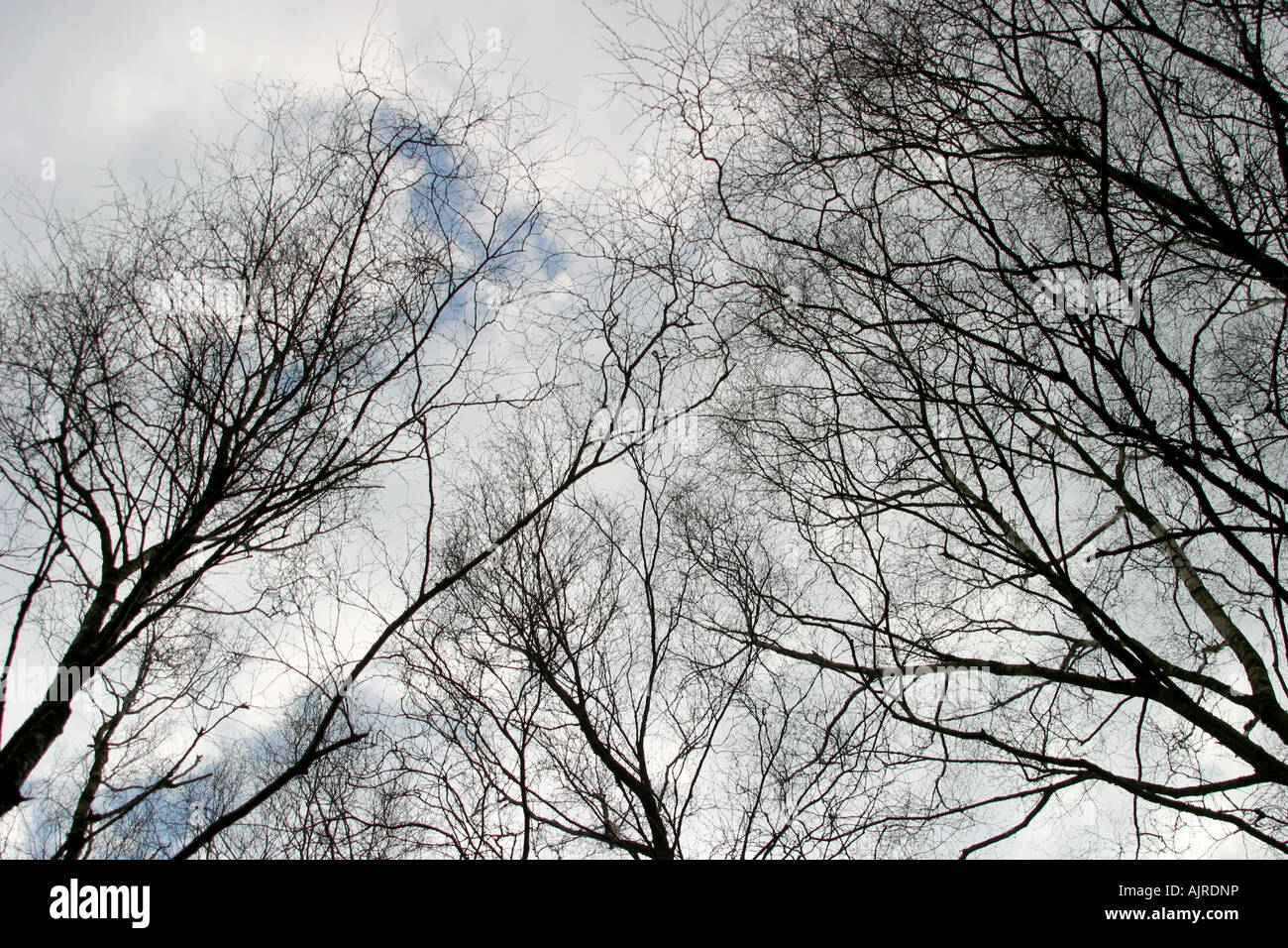 Looking up at sky through tree branches Stock Photo
