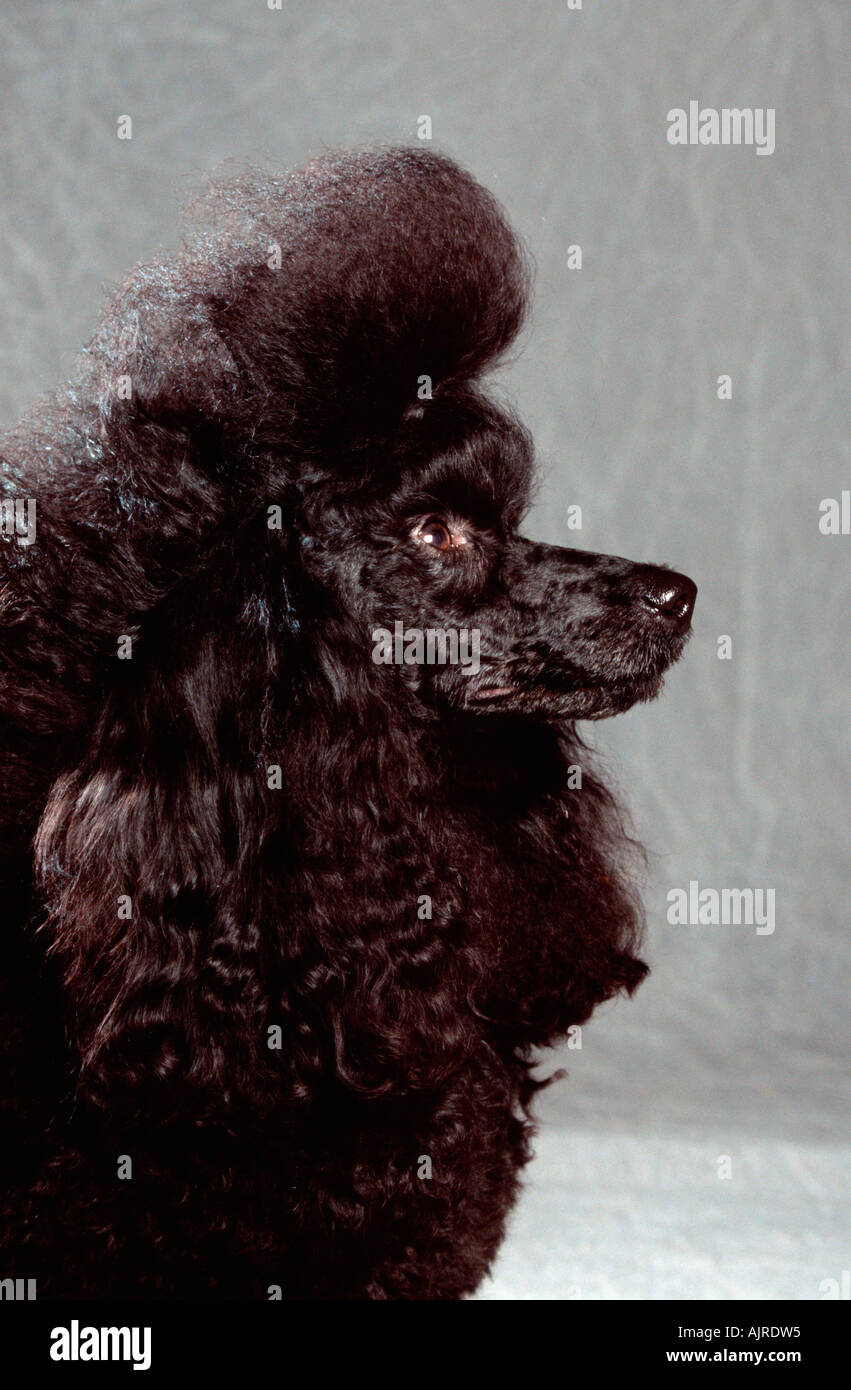 Miniature Poodle Black Puppy Clip Ready For Show Stock Photo Alamy