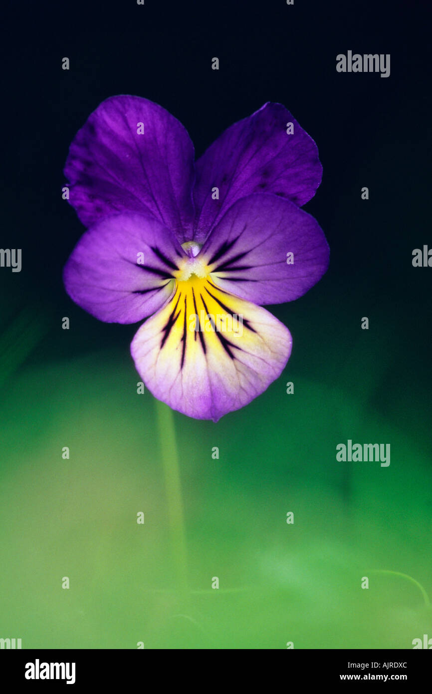 Wild Pansy Viola tricolor Stock Photo Alamy