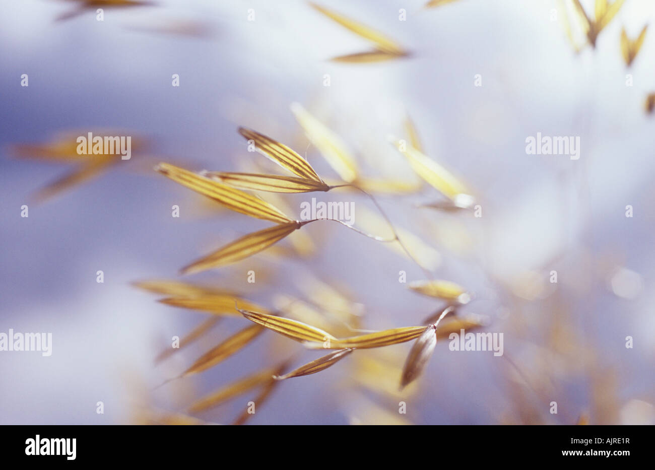 Close up of backlit empty seed cases of Cultivated oat or Avena sativa with more stems behind against silver sky Stock Photo