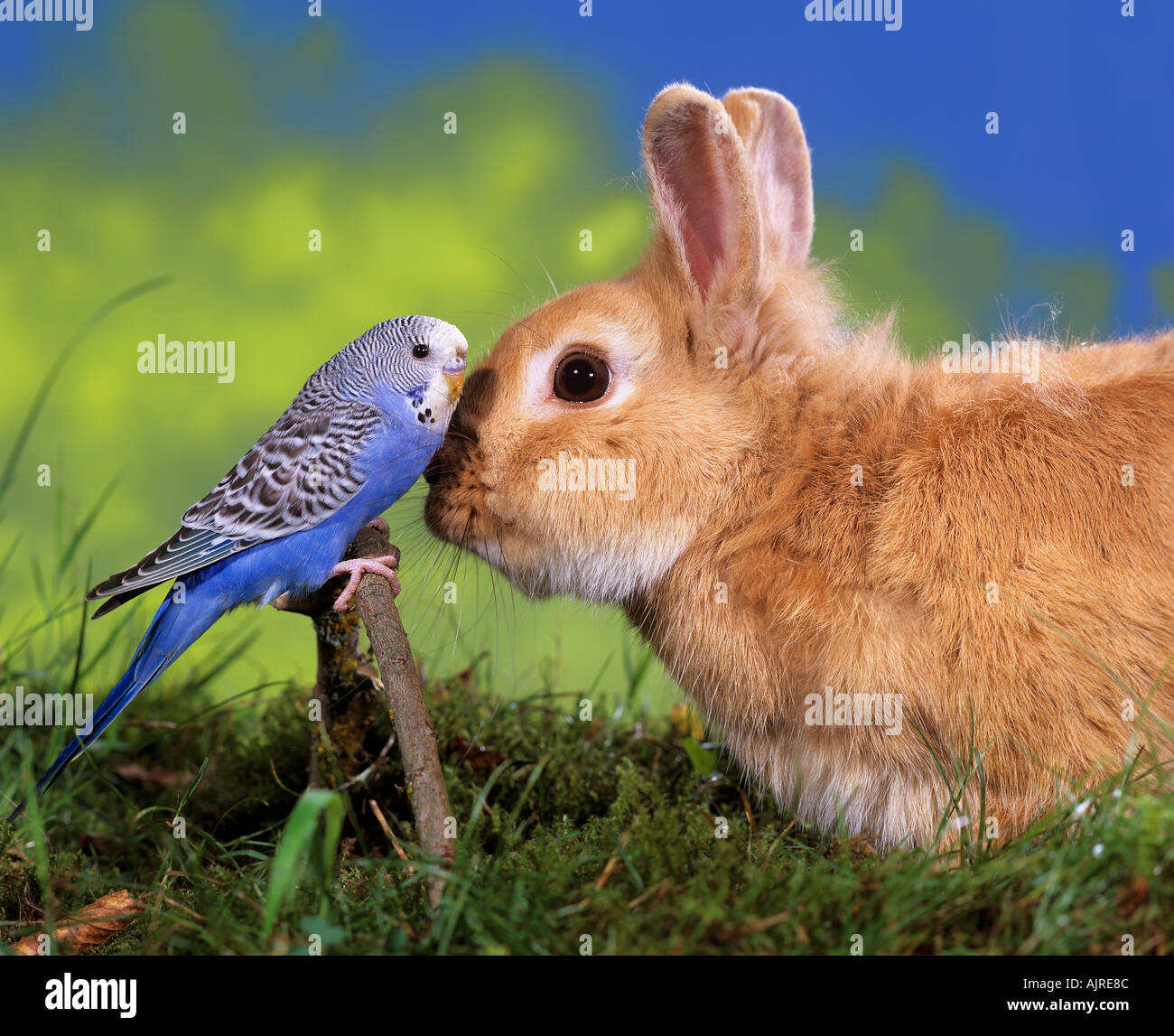 animal friendship: dwarf rabbit with budgerigar Stock Photo