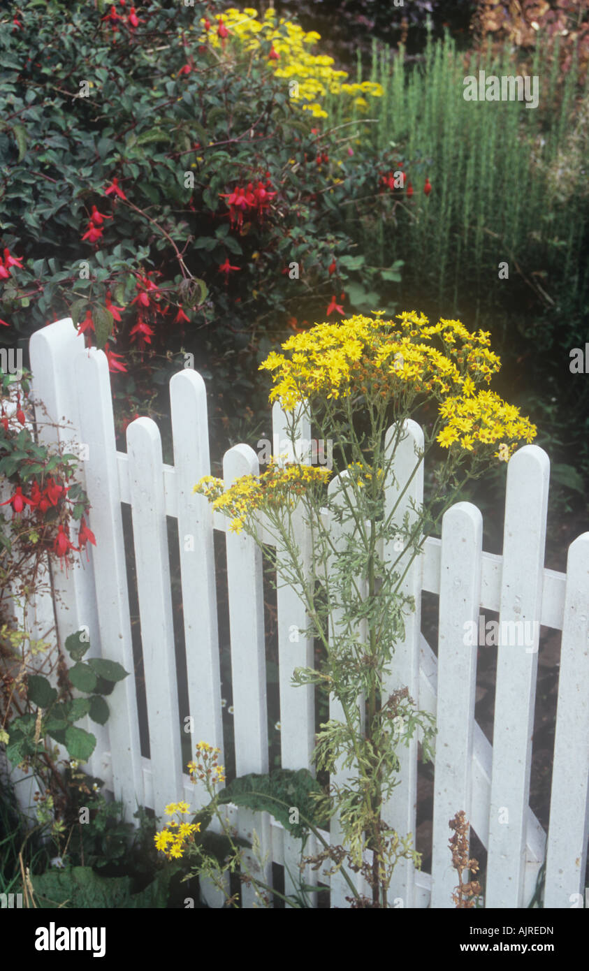 Country cottage garden with white painted picket fence and wicket gate invaded by Ragwort Fuchsia and Lavender Stock Photo