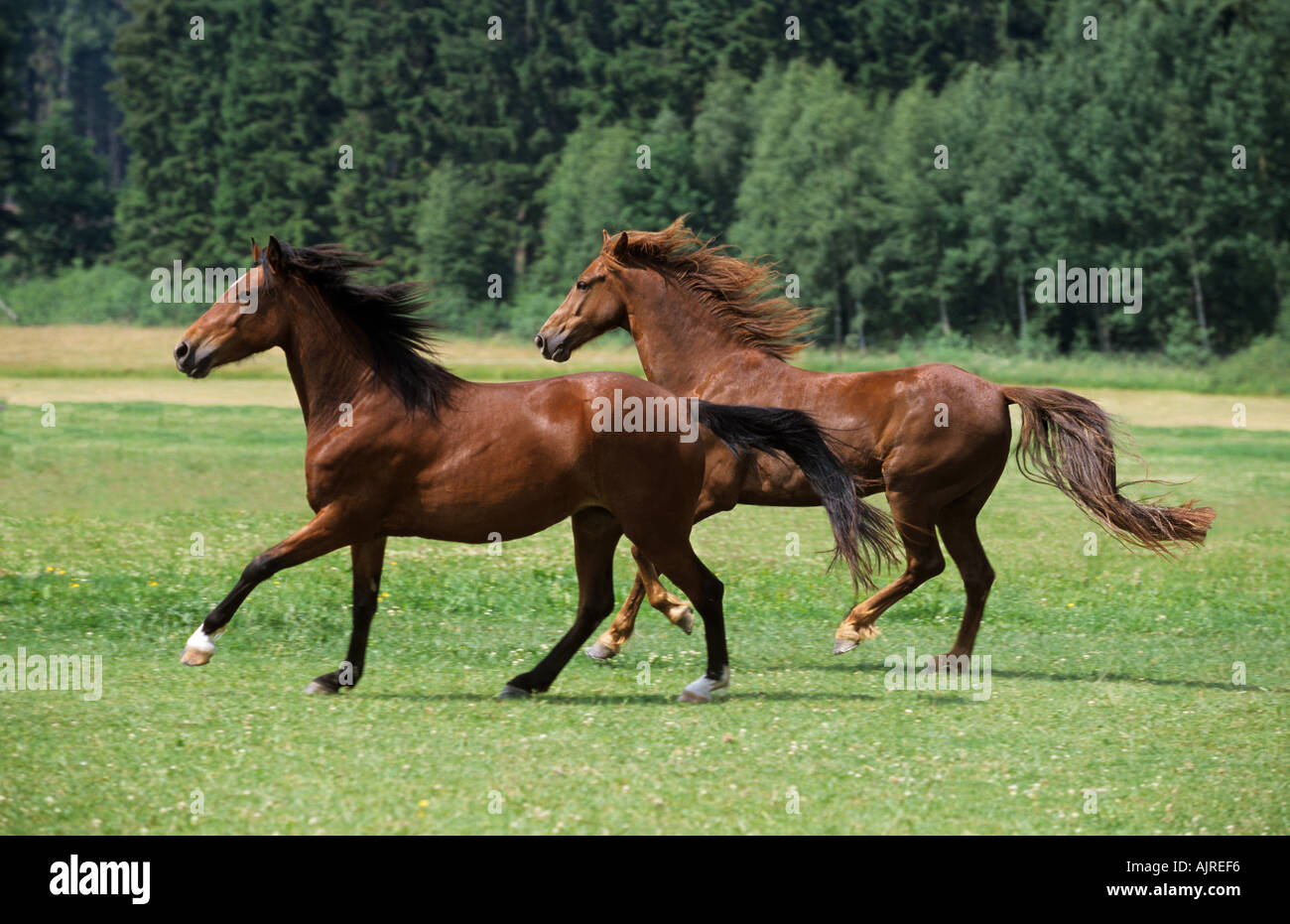 Tennessee Walking Horse Running Walk Hi Res Stock Photography And