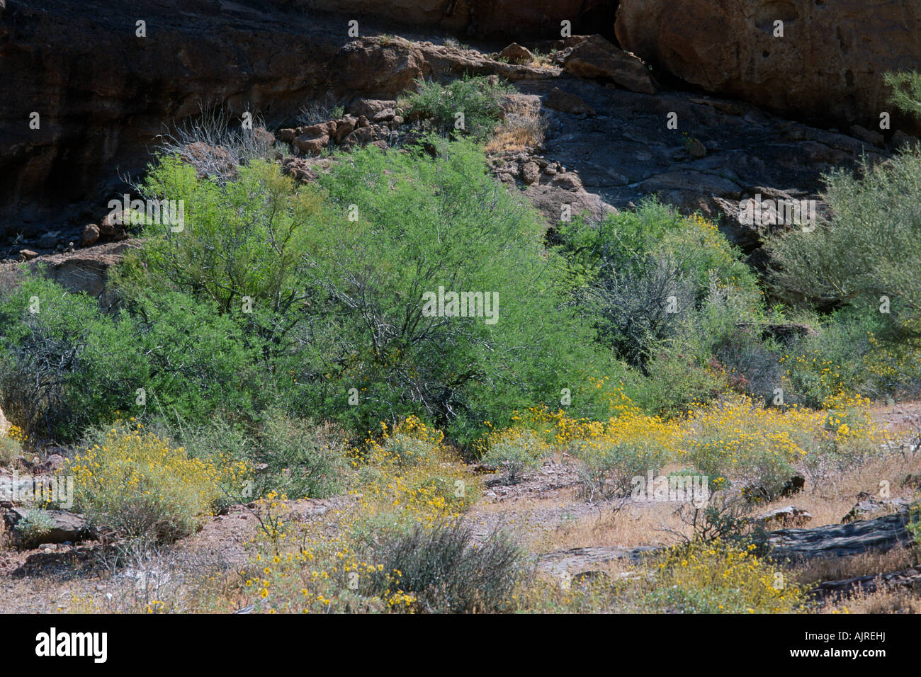 Mesquite trees in desert canyon Stock Photo