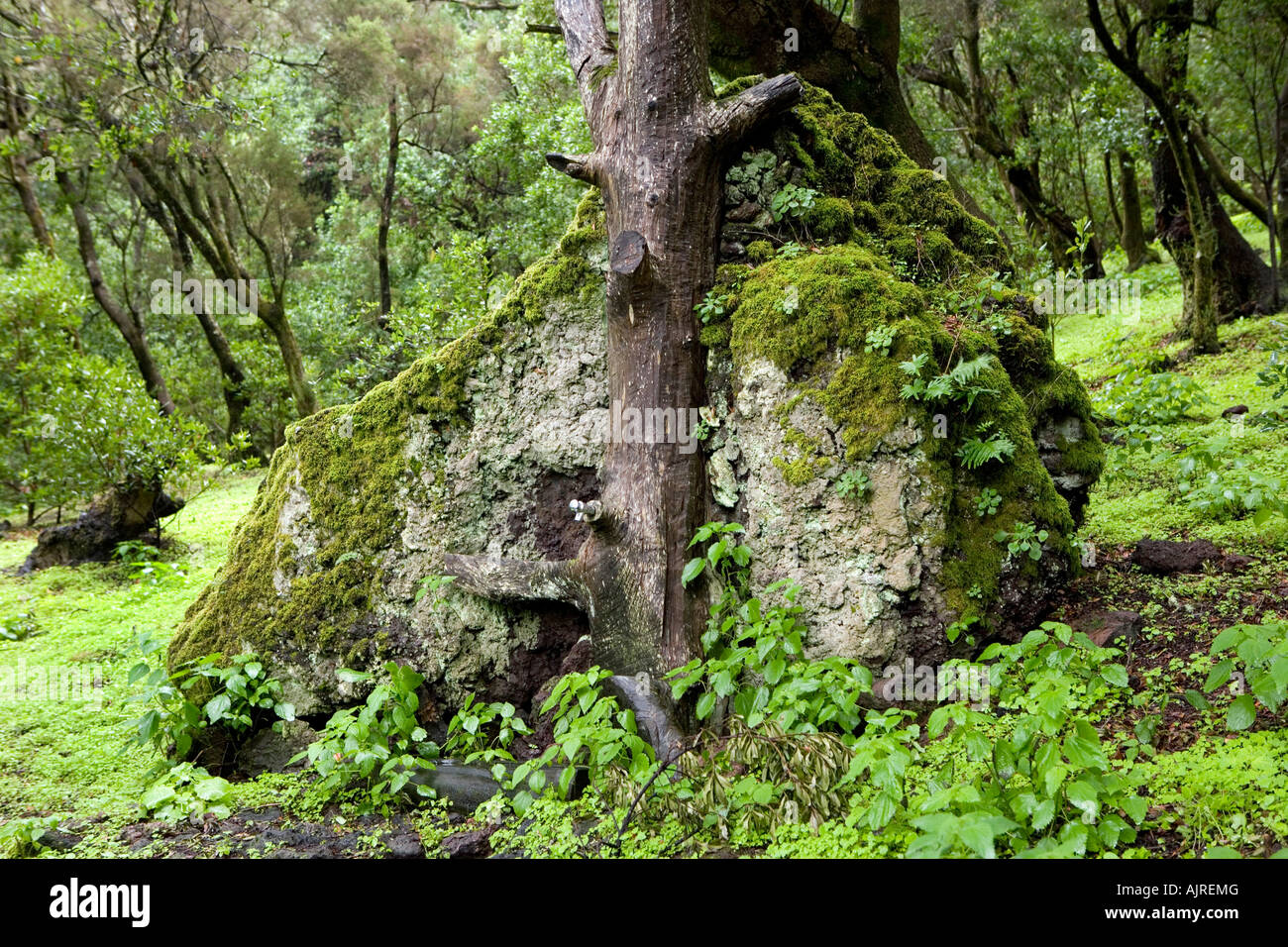 Spain, Canary Islands, El Hierro, View of the humid forest Monteverde and a well where wanderer can enjoy fresh spring water Stock Photo