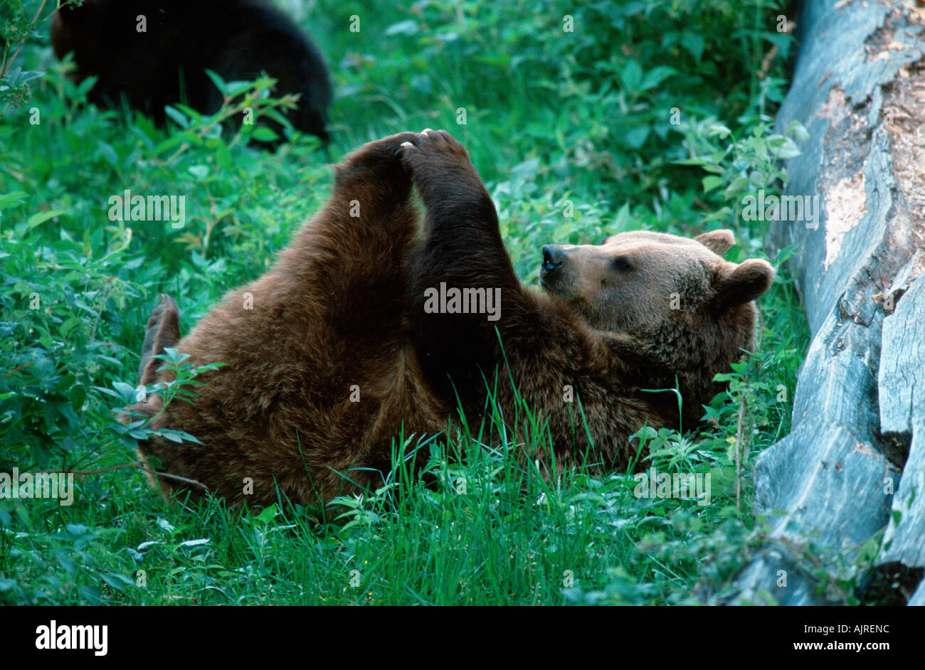 European Brown Bear resting Ursus arctos Stock Photo - Alamy