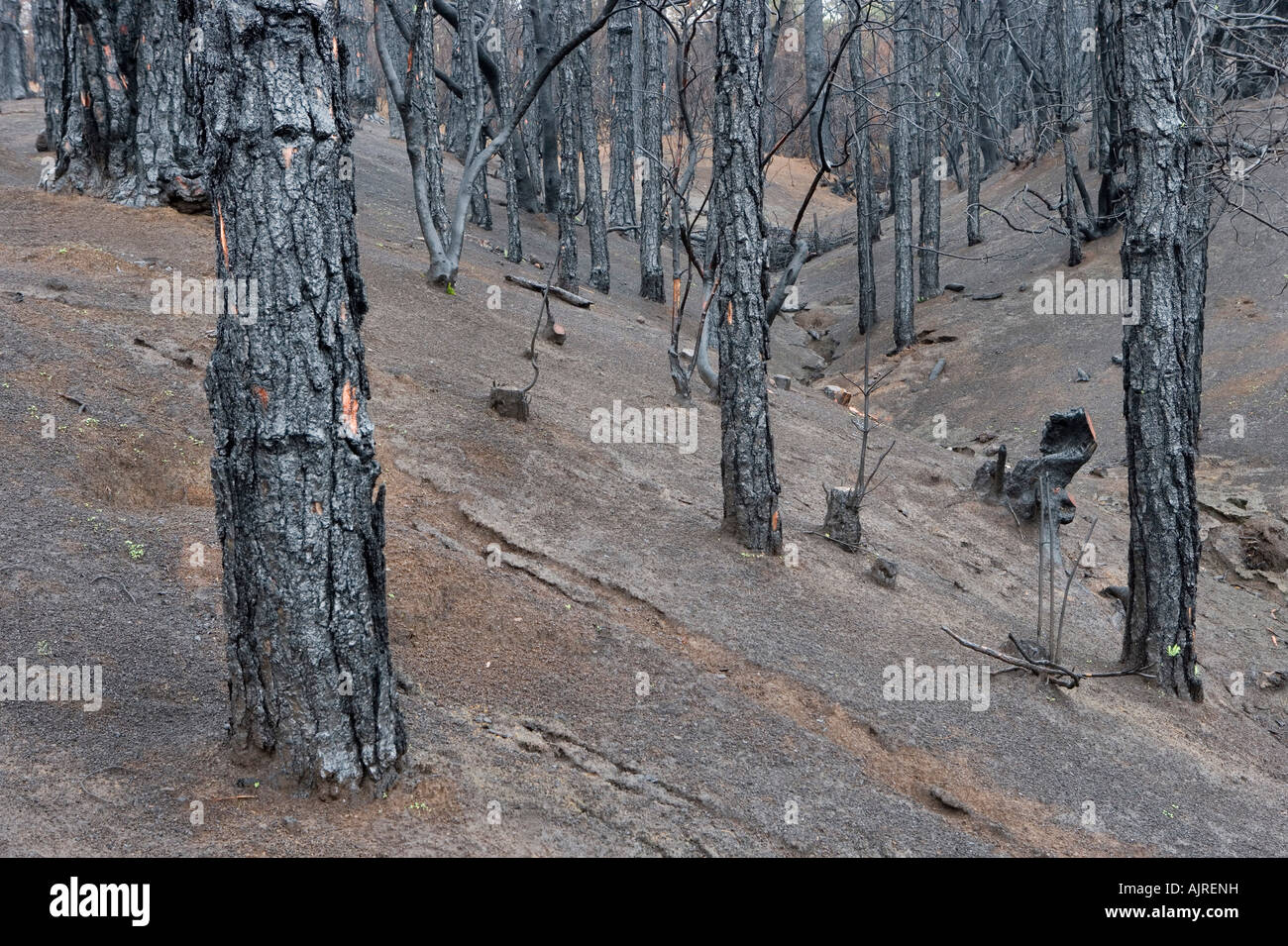 View of a Canary Islands pines which has been destroyed by a forest fire. Stock Photo