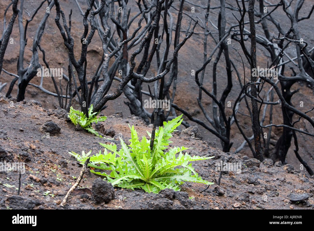 View of a Canary Islands forest which has been destroyed by a forest fire Stock Photo
