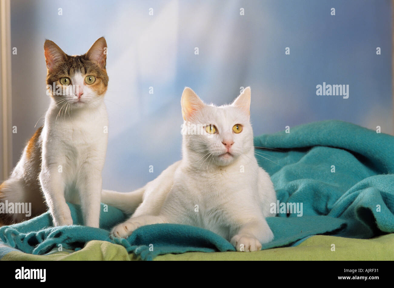 two Anatolian -  turkish shorthair cats - lying on cover Stock Photo