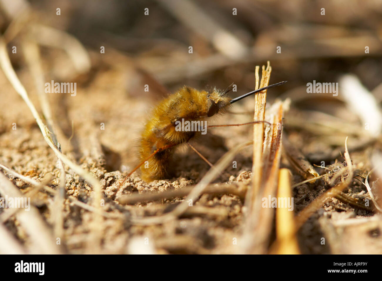 Fly eggs hires stock photography and images Alamy