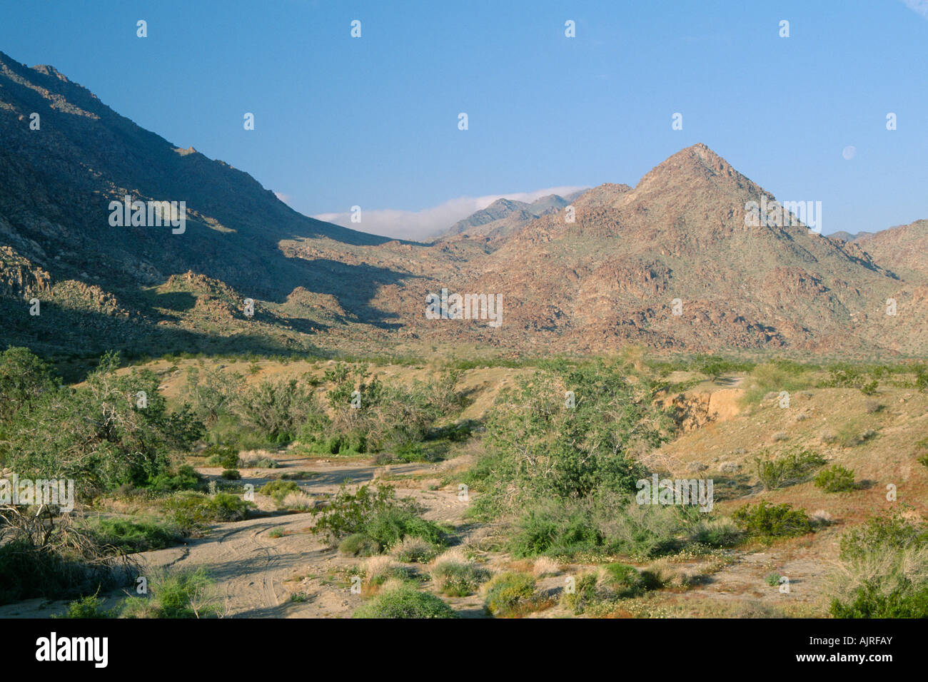 Sonoran Desert Stock Photo