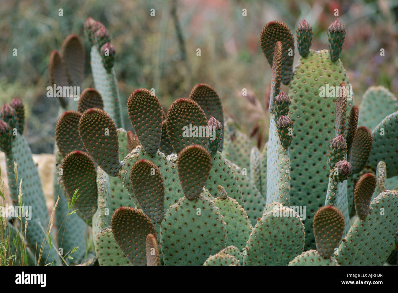 Beavertail cactus (Opuntia basilaris Stock Photo Alamy