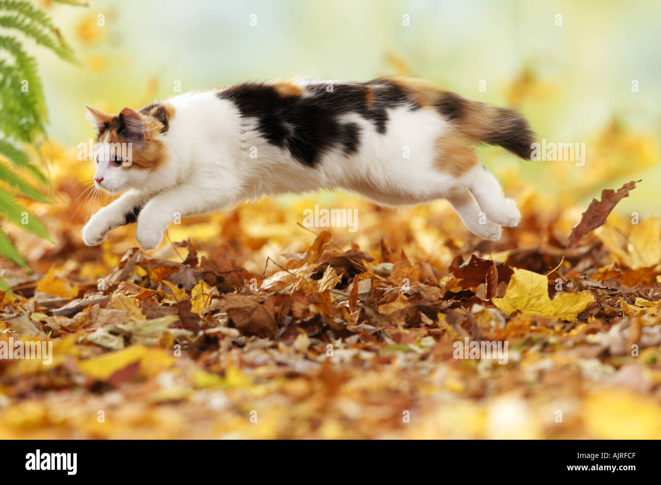 Maine Coon cat jumping in foliage Stock Photo Alamy