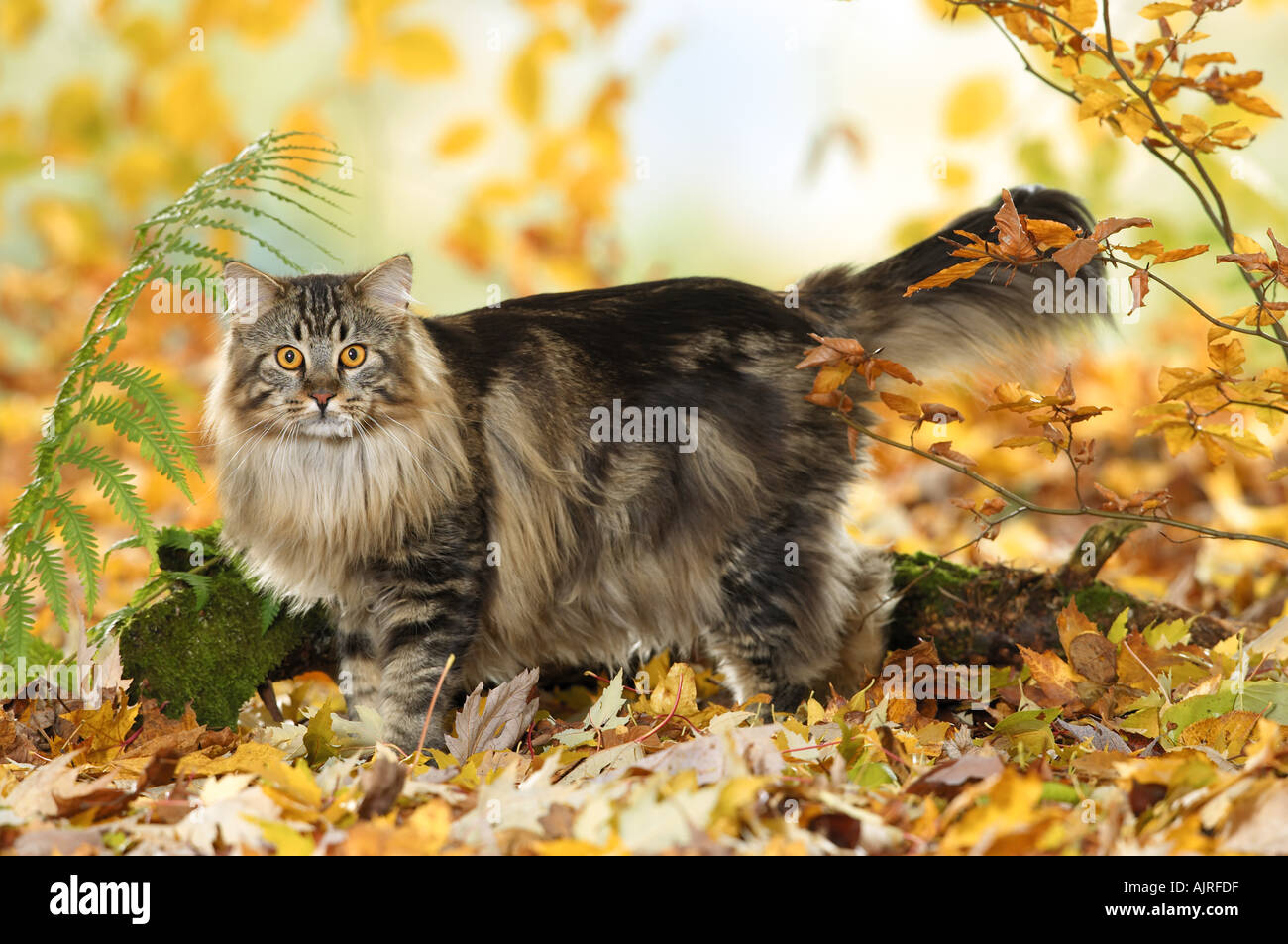 Maine Coon cat - standing in foliage Stock Photo - Alamy