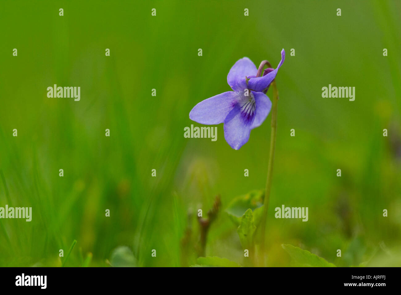 Violet in garden lawn, Essex Stock Photo