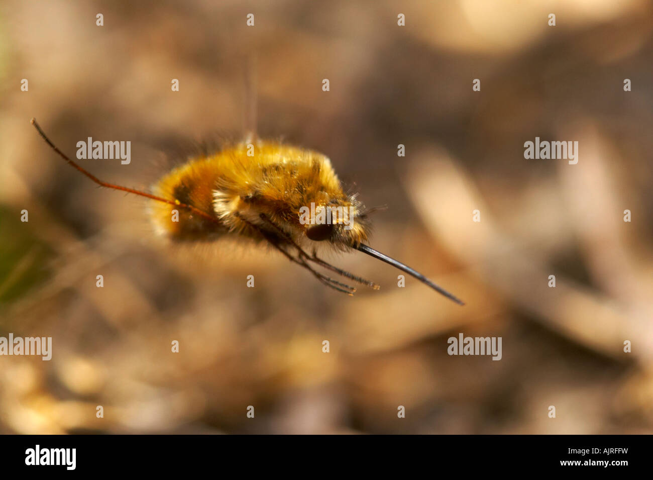 Bee fly searching for place to lay eggs in soil, Danbury Common, Essex
