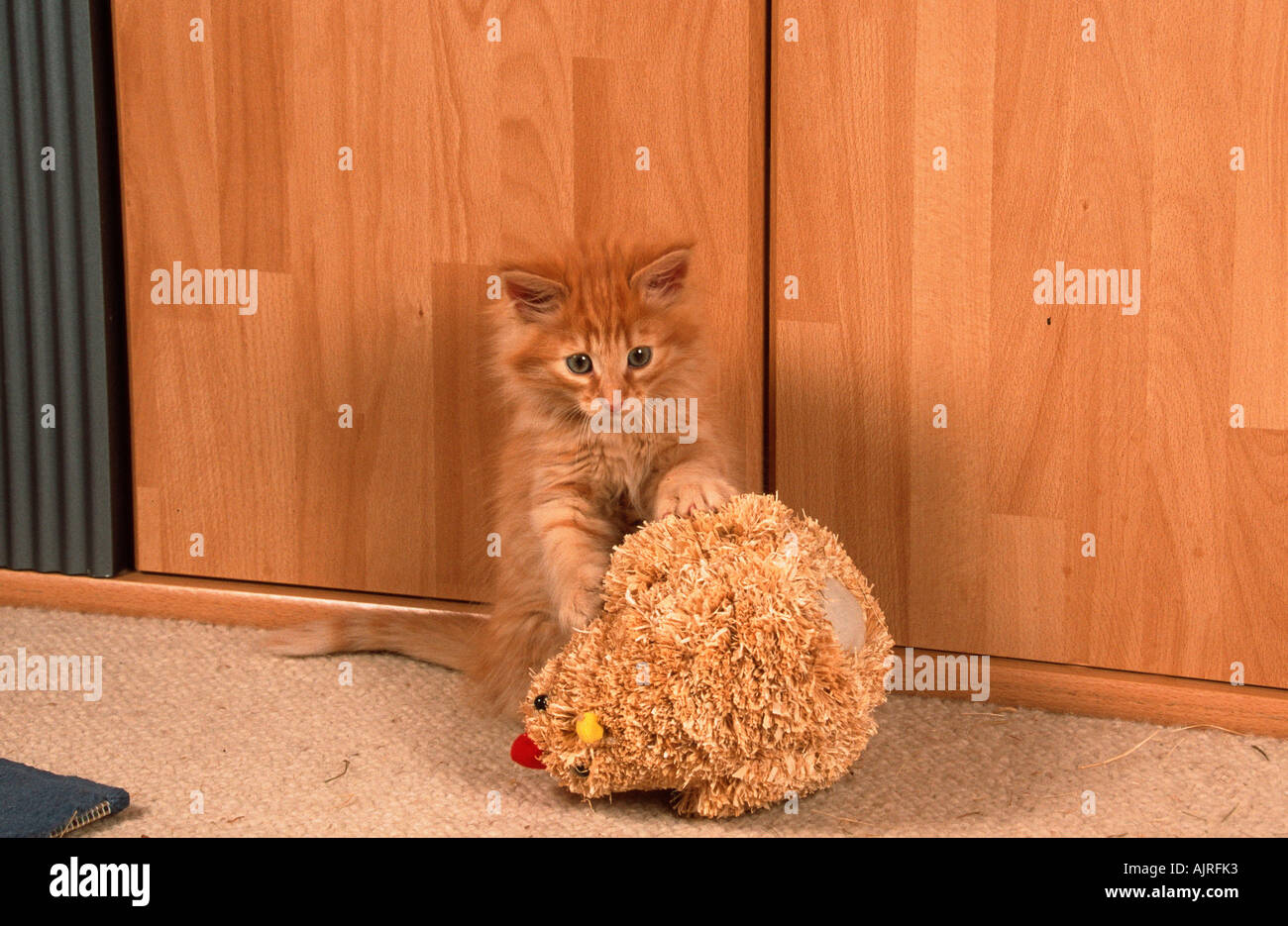 Norwegian Forest Cat kitten 8 weeks Stock Photo