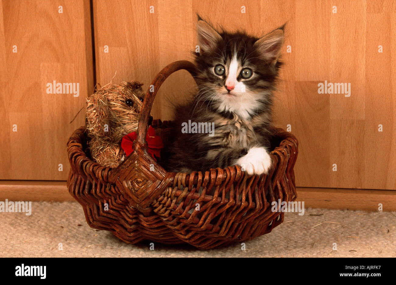 Norwegian Forest Cat kitten 8 weeks Stock Photo