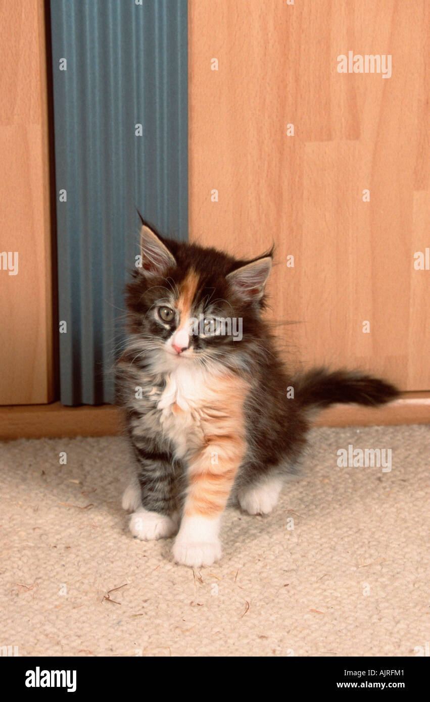 Norwegian Forest Cat kitten 8 weeks Stock Photo - Alamy, image size:851x1390