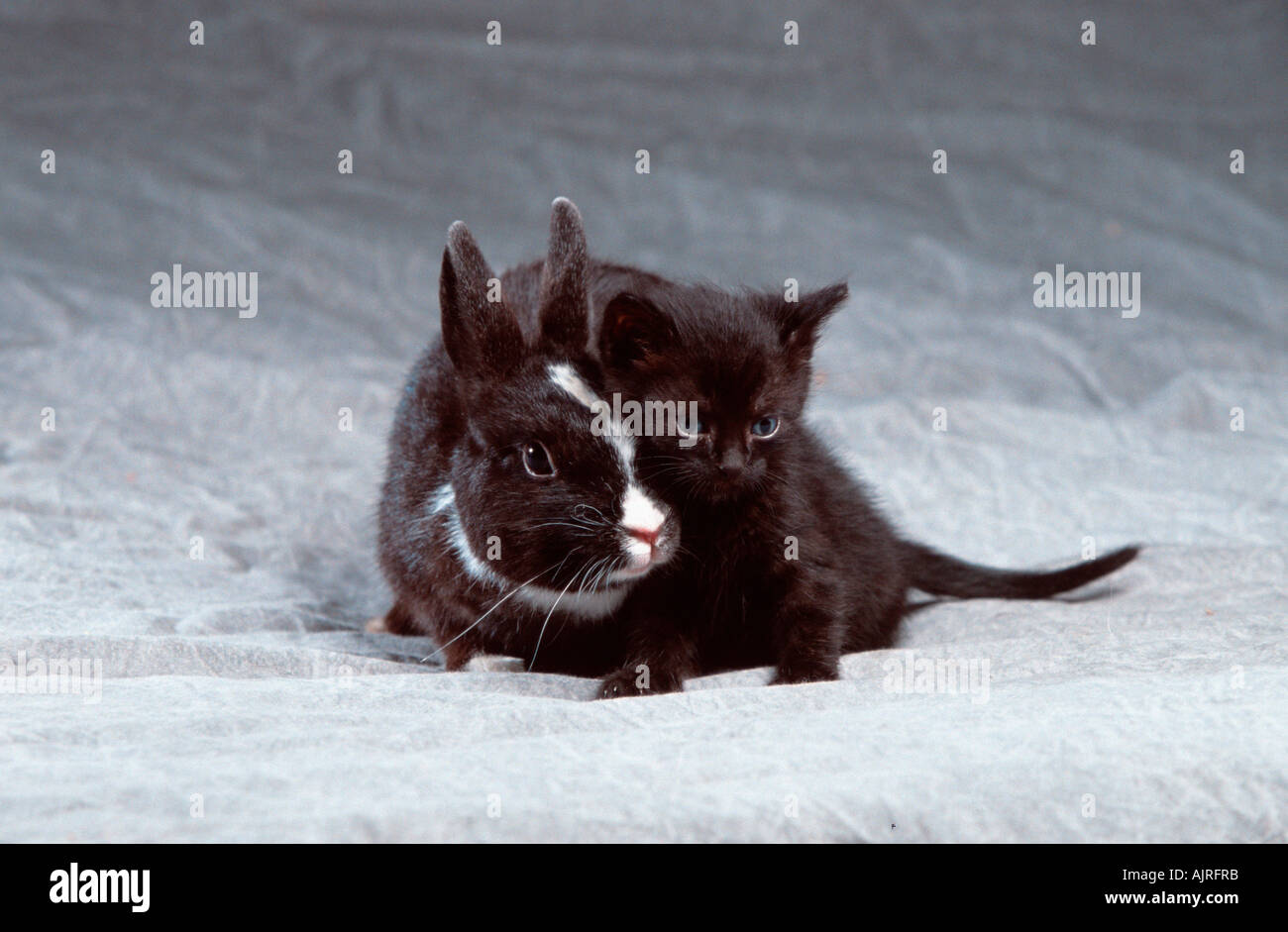 Dwarf Rabbit and Domestic Cat kitten Stock Photo Alamy