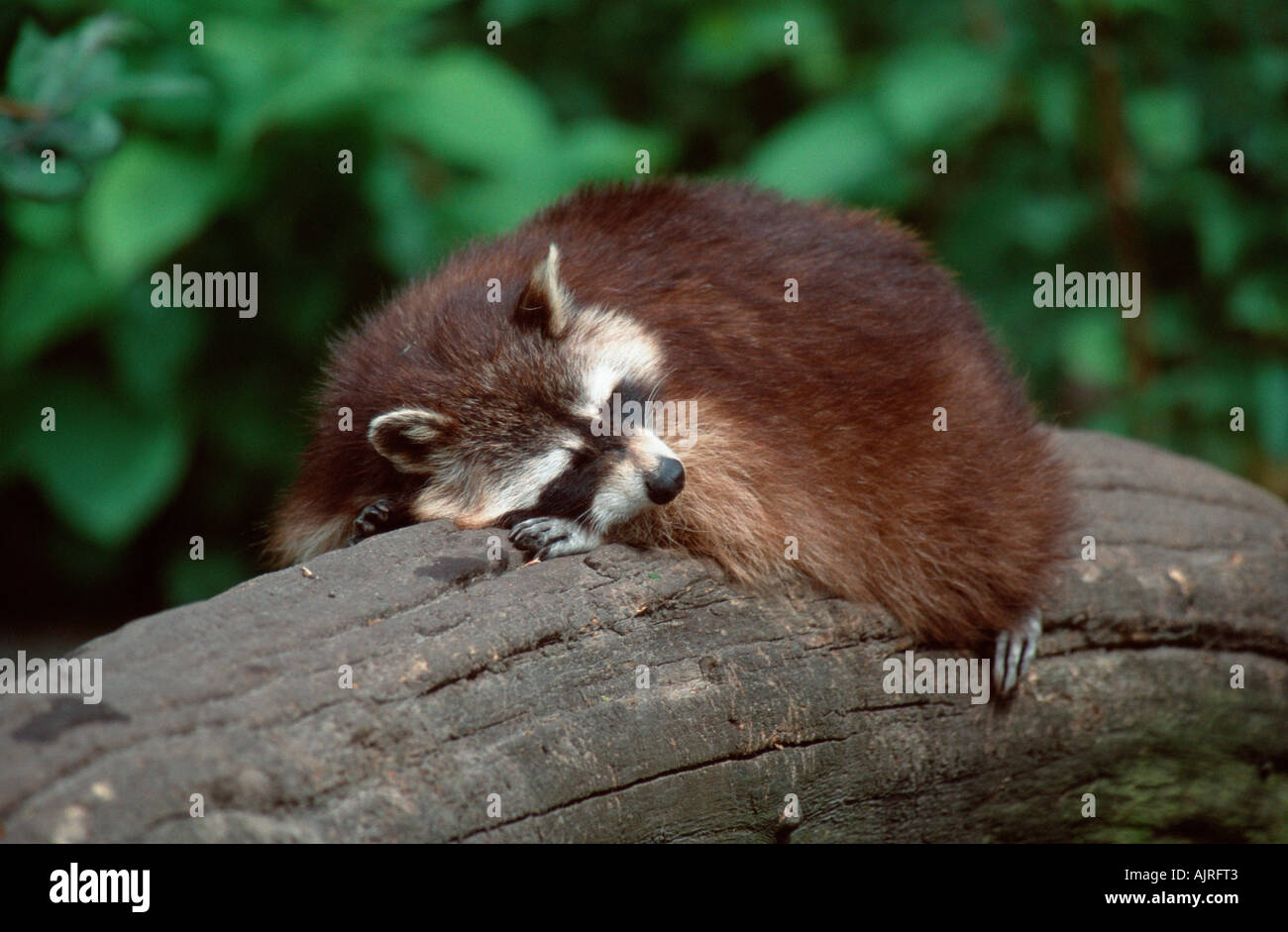 Sleepping Raccon Raccoon sleeping Procyon lotor Stock Photo - Alamy