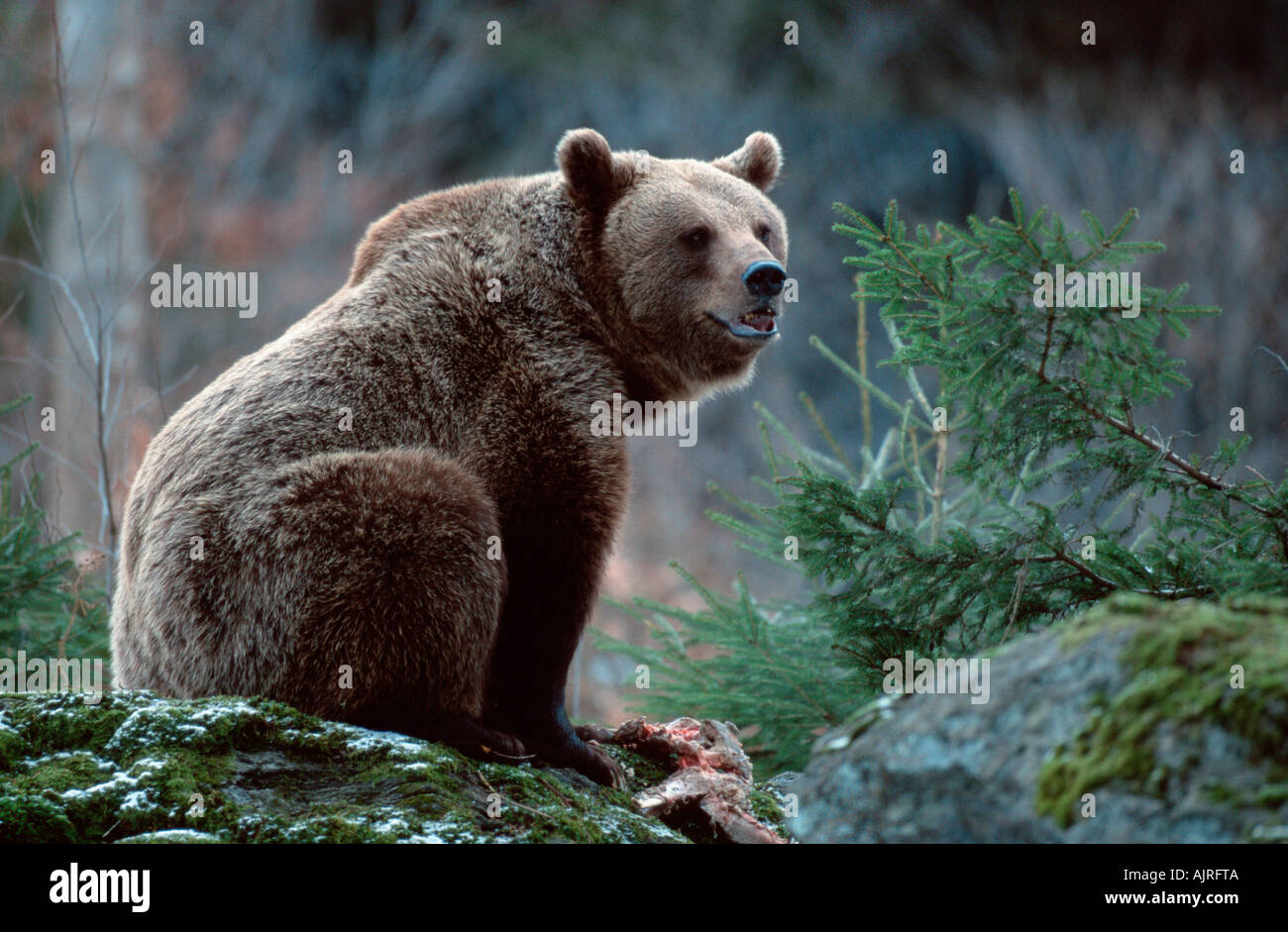 European Brown Bear Ursus arctos Stock Photo - Alamy