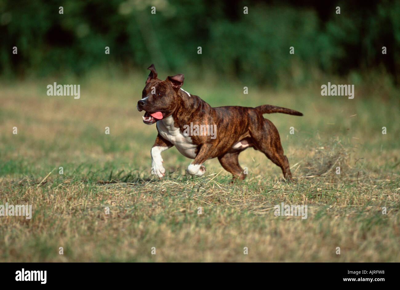 American Staffordshire Terrier Pitbull Stock Photo - Alamy
