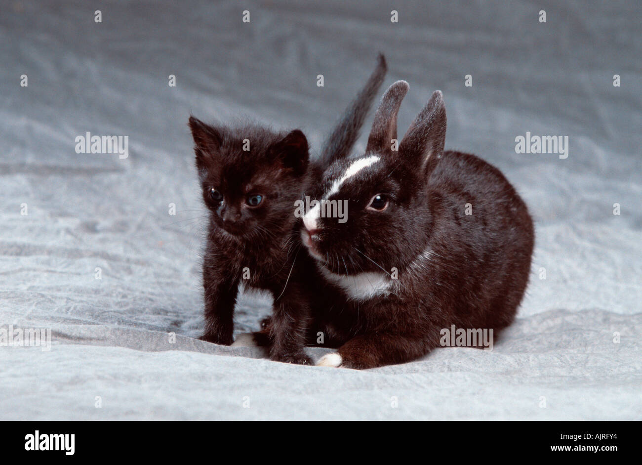 Dwarf Rabbit and Domestic Cat kitten Stock Photo Alamy
