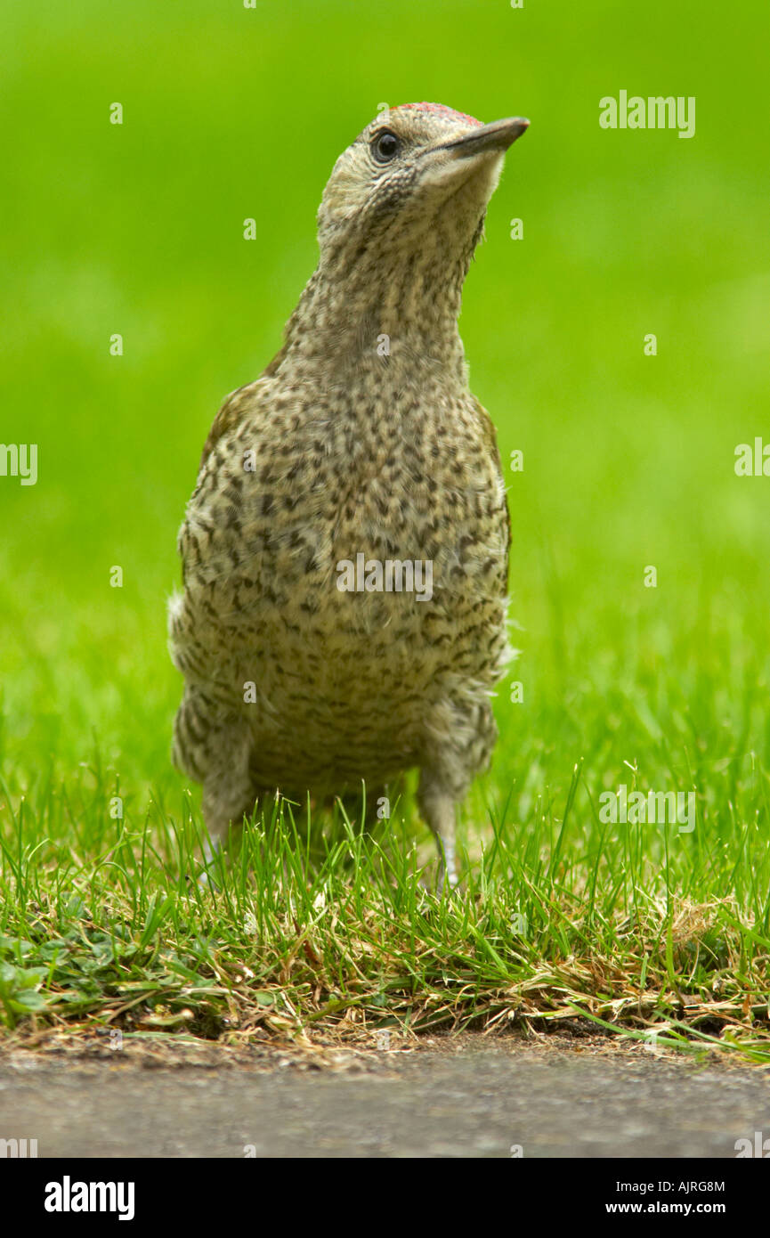 Green Woodpecker, Picus viridis, immature on garden lawn by patio, Essex Stock Photo