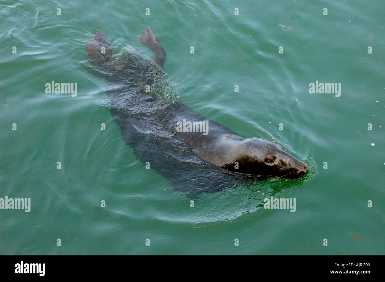 seal harbour seal harbor seal swim swimming floating float begging beg hunting searching search warm blooded animal mammel blue Stock Photo