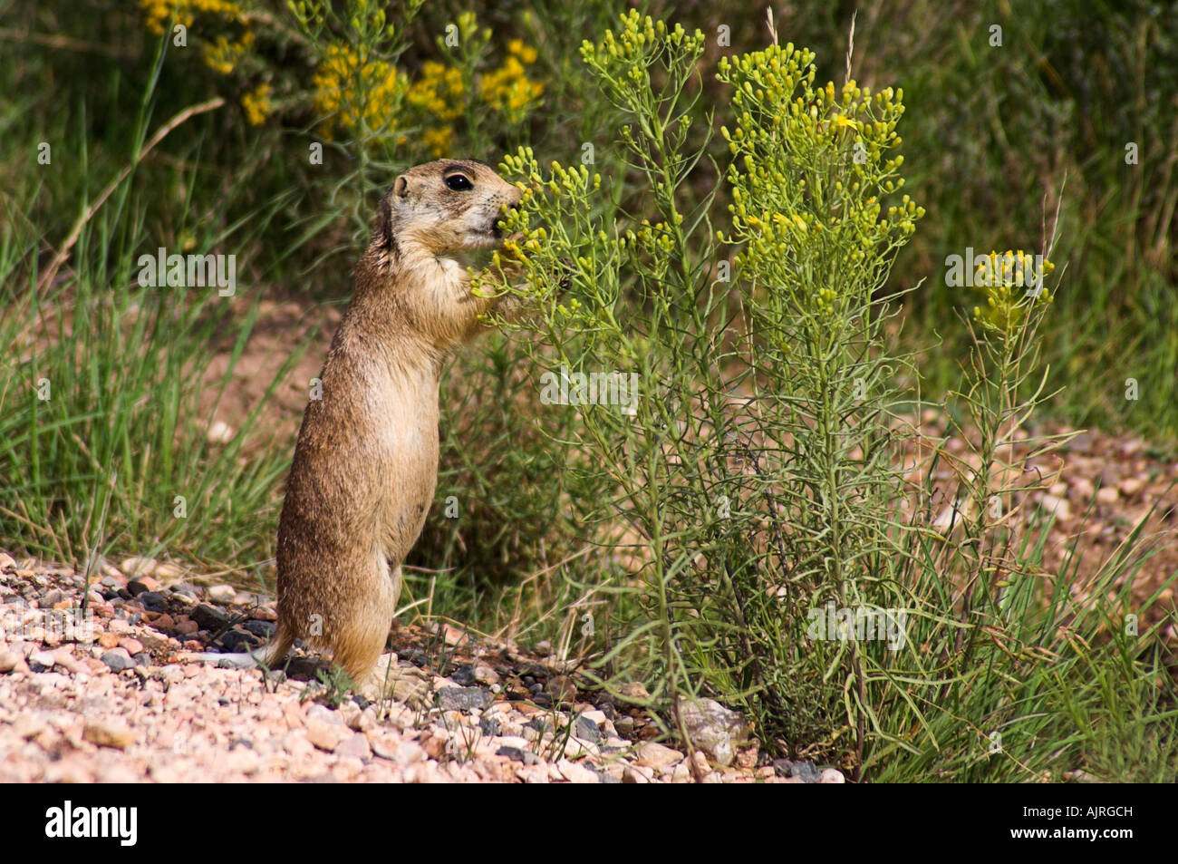 Endangered Utah prairie dog Cynomys parvidens standing Stock Photo