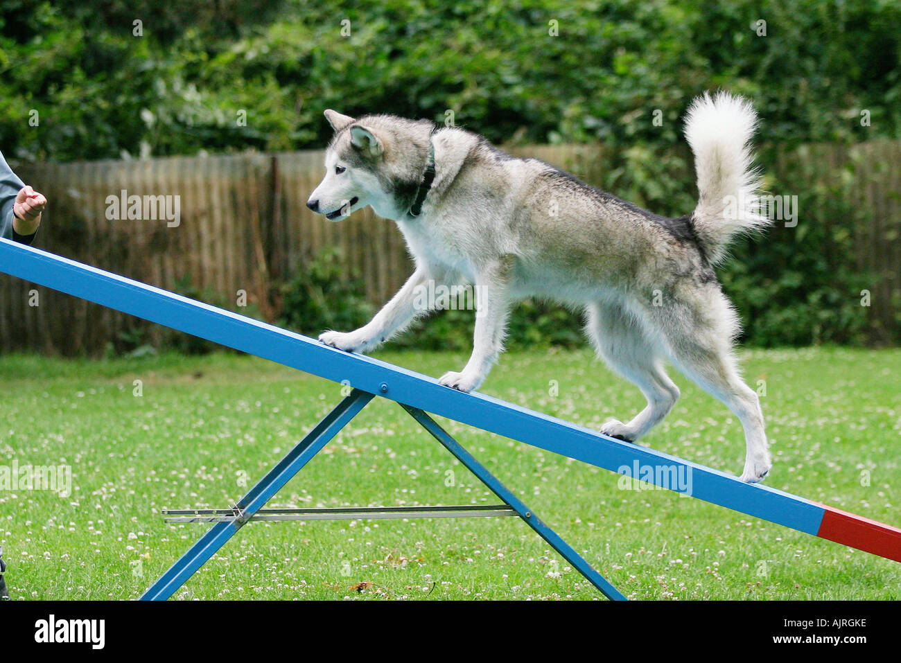 Alaskan Malamute on seesaw Agility side Stock Photo Alamy