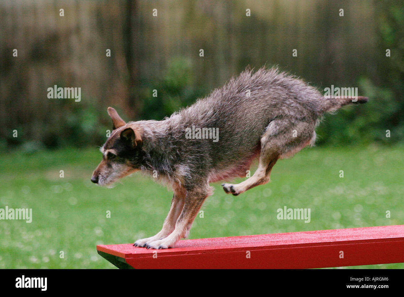 Mixed Breed Dog on seesaw Agility side Stock Photo - Alamy