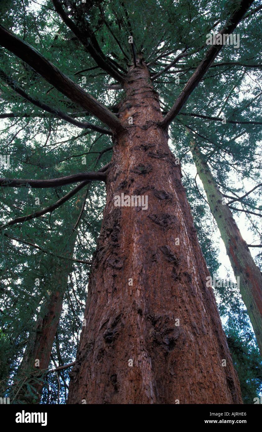 Bark detail coast redwood tree hi-res stock photography and images - Alamy