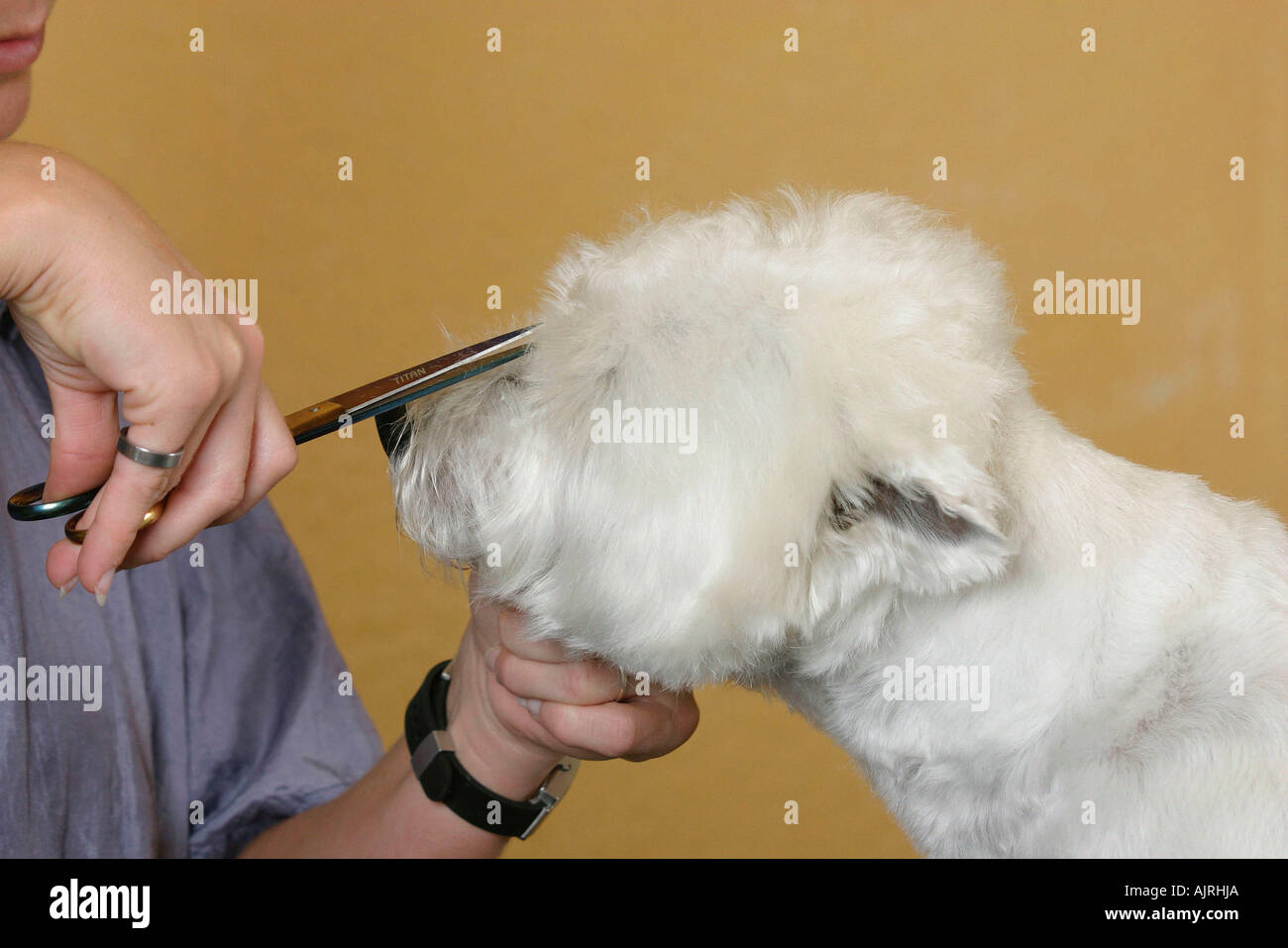 Woman shearing West Highland White Terrier with scissors Westie Stock
