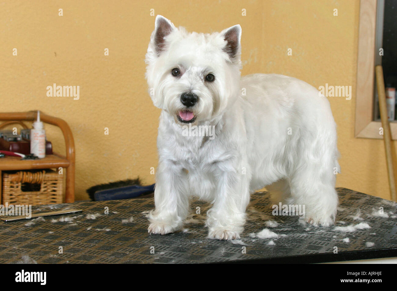 West White Terrier on trimming table Westie - Alamy