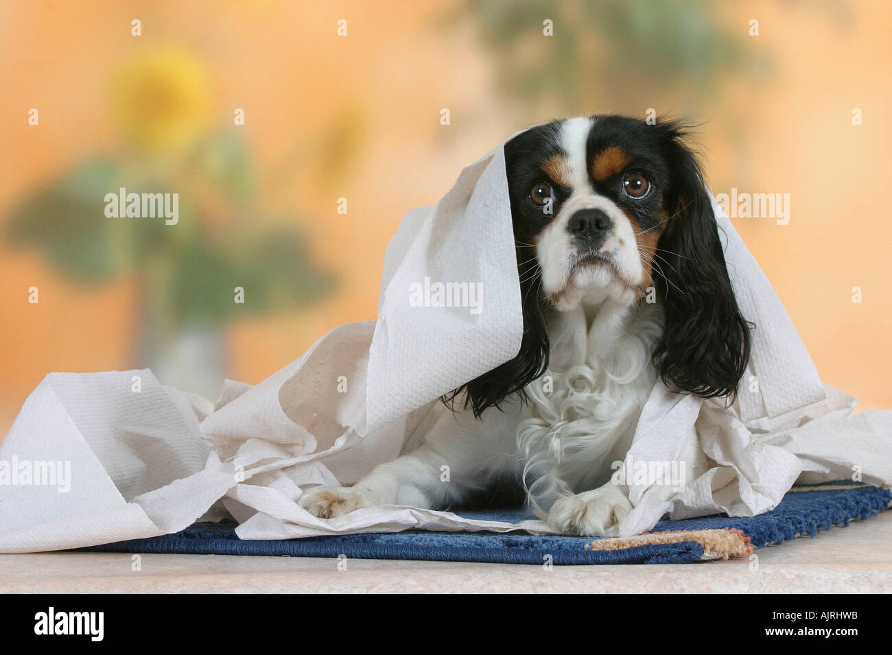 Cavalier King Charles Spaniel tricolor wrapped in toilet paper Stock Photo  - Alamy